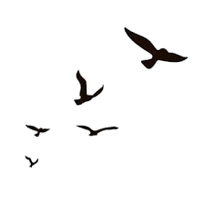 burung